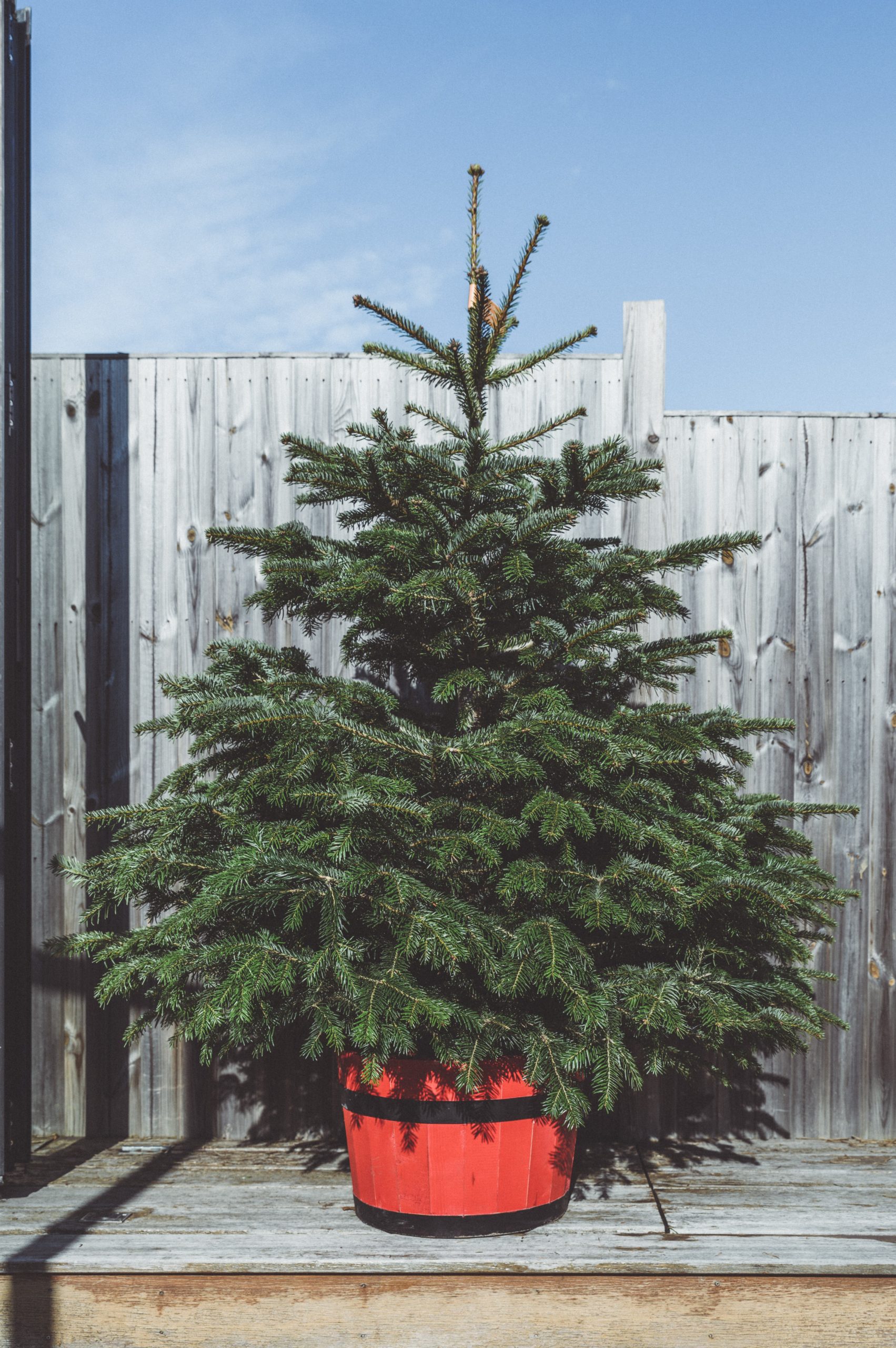 6 to 7 ft Nordmann Fir Christmas Tree - Clickmas Trees